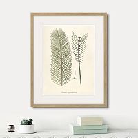 картина: fragmenta botanica №9, 1809г. в Чебоксарах