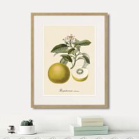 картина: juicy fruit lithography №10, 1870г. в Чебоксарах